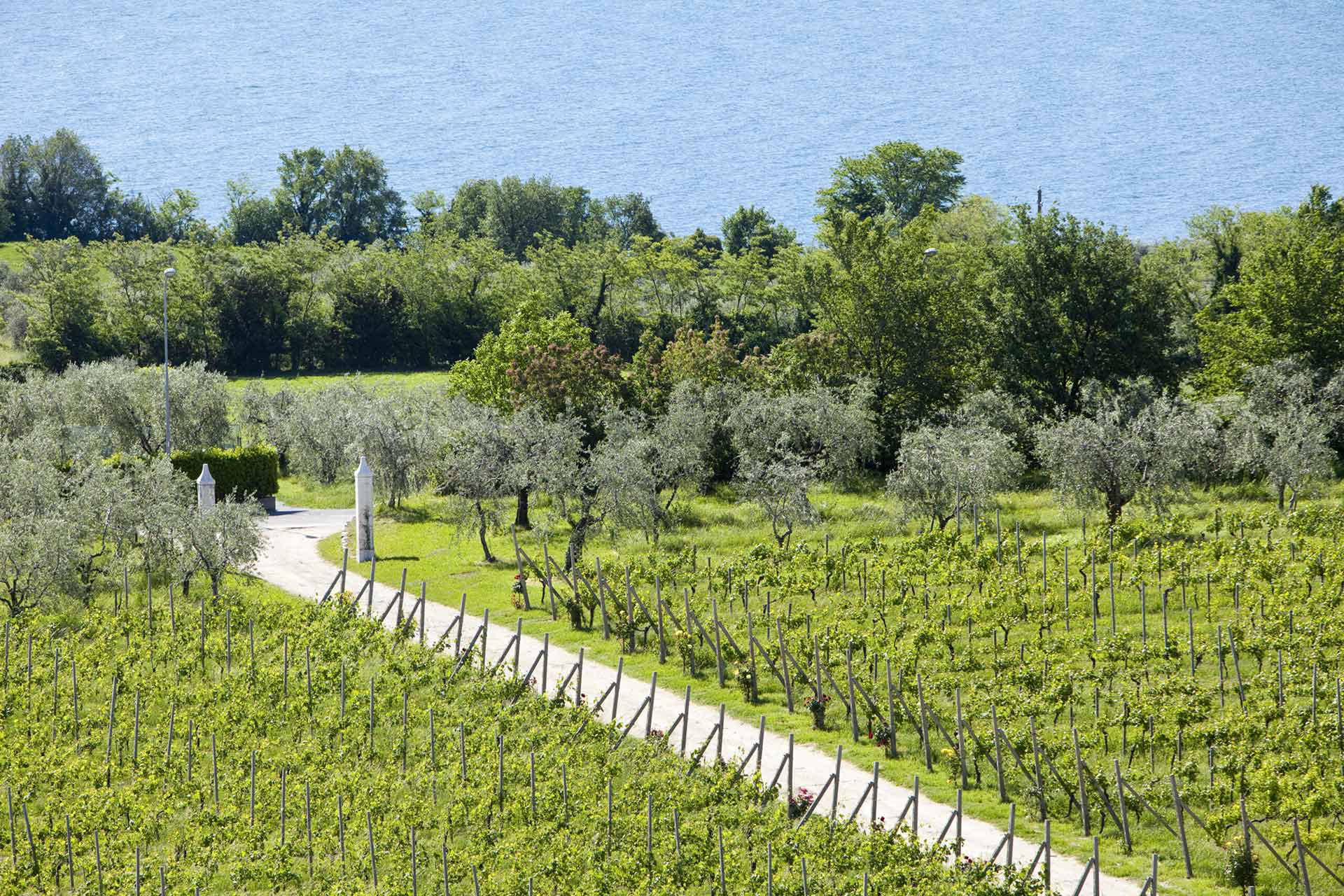 I vigneti di Monte Cicogna a Moniga del Garda